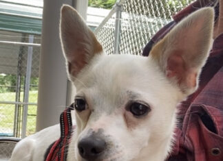 Pet of the week: Meet a ladies man like Rico