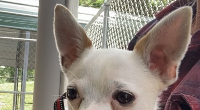 Pet of the week: Meet a ladies man like Rico