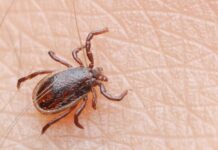 ACES: Watch out for ticks; treat them right