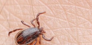 ACES: Watch out for ticks; treat them right