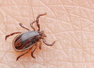 ACES: Watch out for ticks; treat them right