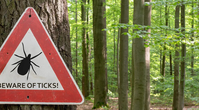Protect yourself from tick bites – and what to do if you’re bitten