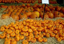 ACES: Get those pumpkins planted