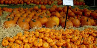 ACES: Get those pumpkins planted