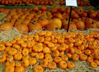 ACES: Get those pumpkins planted