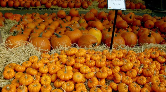 ACES: Get those pumpkins planted