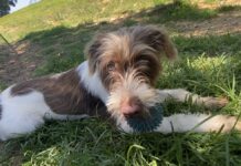 Pet of the week: Welcome sweet Dixie home