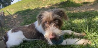 Pet of the week: Welcome sweet Dixie home