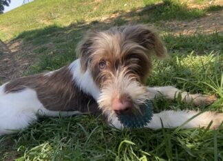 Pet of the week: Welcome sweet Dixie home