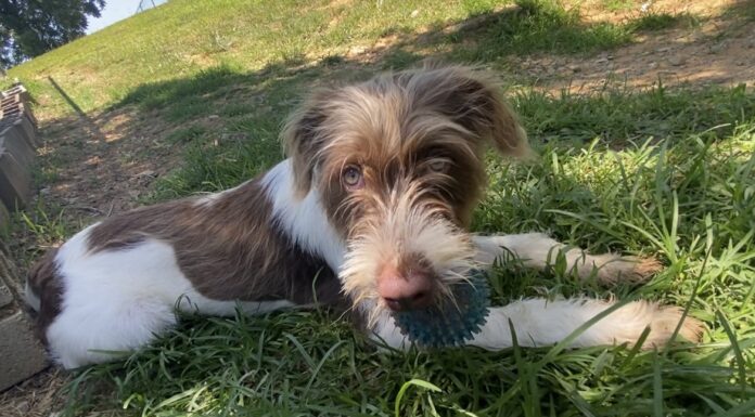 Pet of the week: Welcome sweet Dixie home