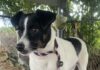 Pet of the week: How ’bout this lil Rascal?