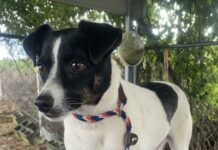 Pet of the week: How ’bout this lil Rascal?