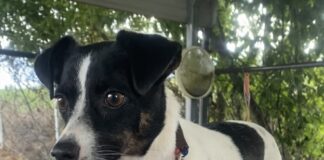 Pet of the week: How ’bout this lil Rascal?