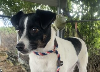 Pet of the week: How ’bout this lil Rascal?