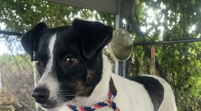 Pet of the week: How ’bout this lil Rascal?