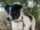 Pet of the week: How ’bout this lil Rascal?