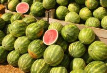 Watermelons: A treat to beat the summer heat