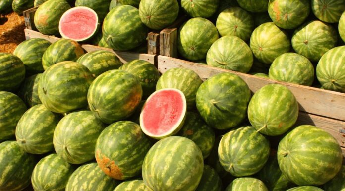 Watermelons: A treat to beat the summer heat