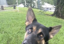 Pet of the week: Bow (wow) down to King Arthur!