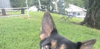 Pet of the week: Bow (wow) down to King Arthur!