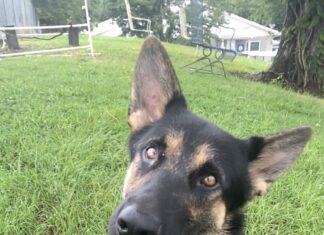 Pet of the week: Bow (wow) down to King Arthur!