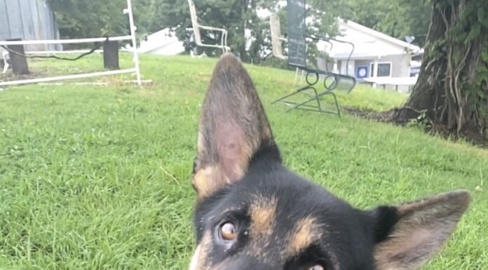 Pet of the week: Bow (wow) down to King Arthur!