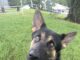 Pet of the week: Bow (wow) down to King Arthur!