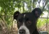 Pet of the week: Meet sweet and loving Ms. Clara!