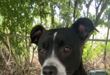 Pet of the week: Meet sweet and loving Ms. Clara!