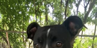 Pet of the week: Meet sweet and loving Ms. Clara!