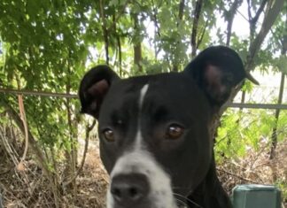 Pet of the week: Meet sweet and loving Ms. Clara!