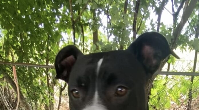 Pet of the week: Meet sweet and loving Ms. Clara!