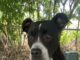 Pet of the week: Meet sweet and loving Ms. Clara!