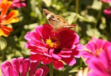 Caring for garden pollinators during summer