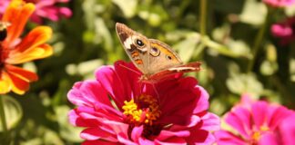 Caring for garden pollinators during summer
