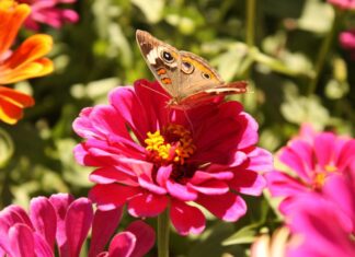 Caring for garden pollinators during summer