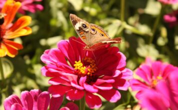 Caring for garden pollinators during summer