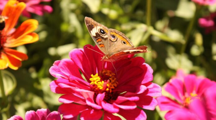 Caring for garden pollinators during summer