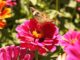 Caring for garden pollinators during summer