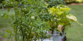 Extension agent gives tips for taking care of tomatoes