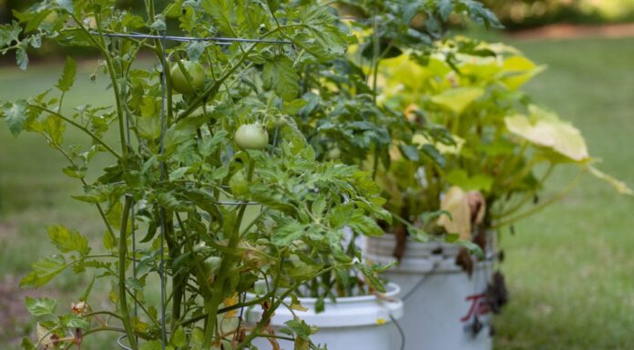Extension agent gives tips for taking care of tomatoes