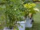 Extension agent gives tips for taking care of tomatoes