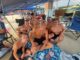 Cullman Swim Team wins final home meet
