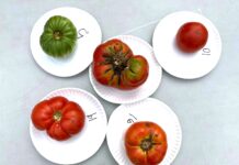 3rd annual Tomato Taste-Off set for Saturday, July 20