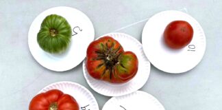 3rd annual Tomato Taste-Off set for Saturday, July 20