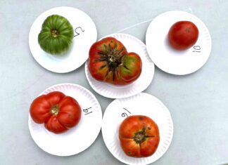3rd annual Tomato Taste-Off set for Saturday, July 20