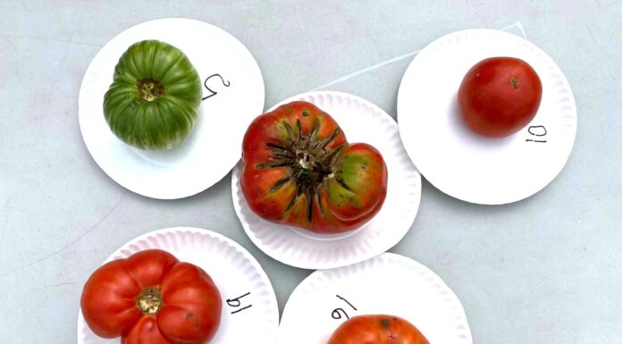 3rd annual Tomato Taste-Off set for Saturday, July 20