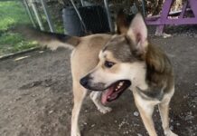 Pet of the week: The talented Mr. Higgins