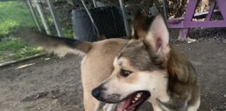 Pet of the week: The talented Mr. Higgins