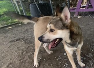 Pet of the week: The talented Mr. Higgins